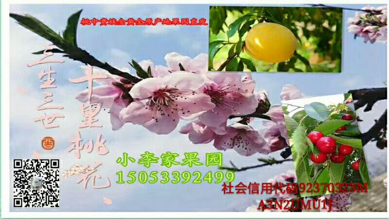 黄金黄桃  沂蒙山黄桃离核黄桃黄金蜜桃