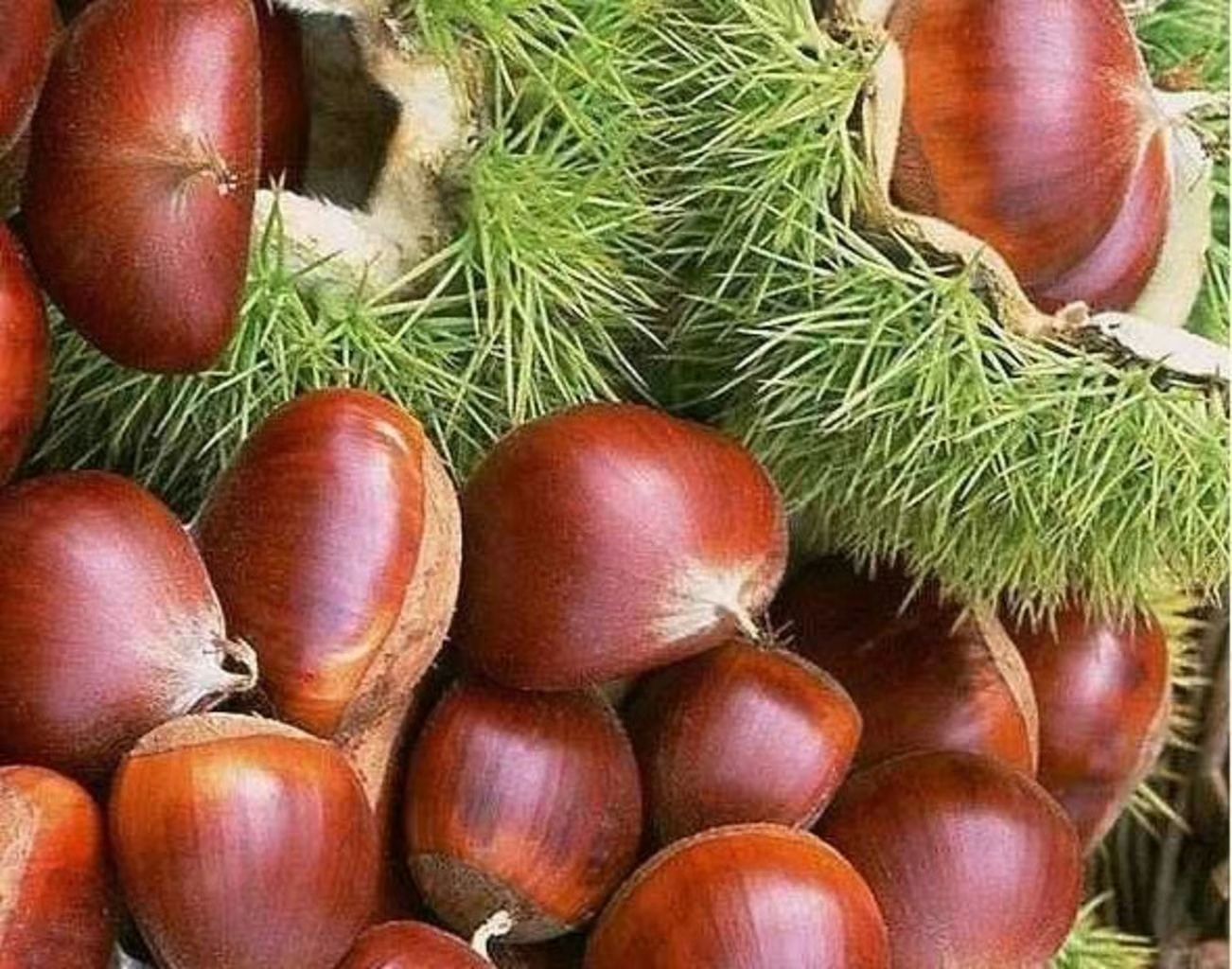 云南板栗新鲜上市  新鲜板栗(非毛球)已去毛壳 美丽心情,从"美栗"开始