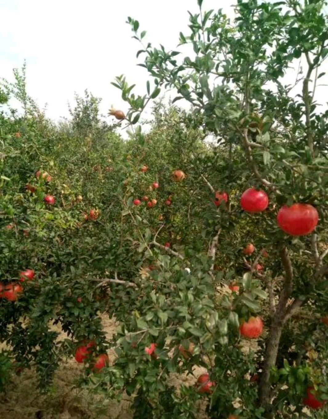 突尼斯软籽石榴树苗