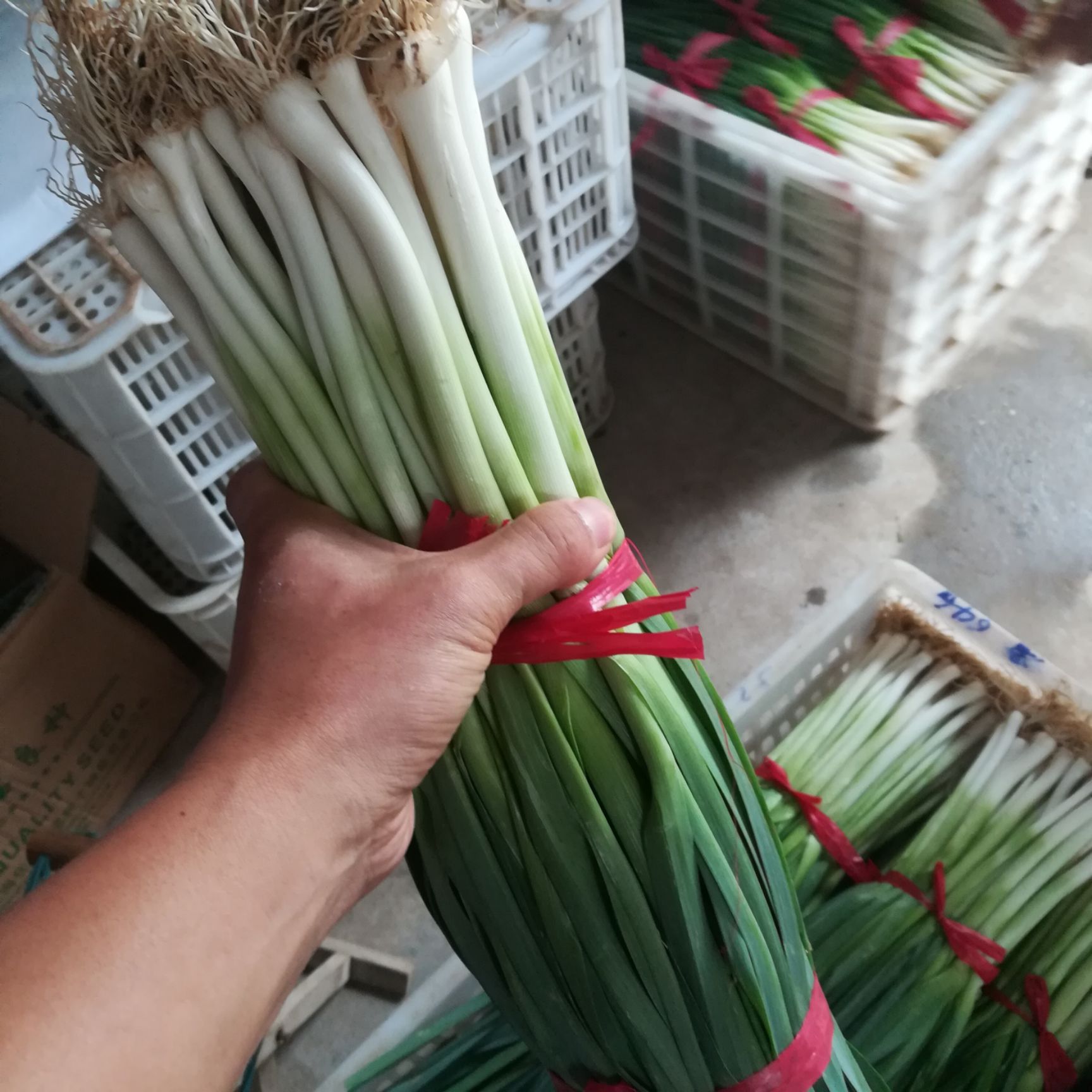 白根蒜苗 50 - 60cm