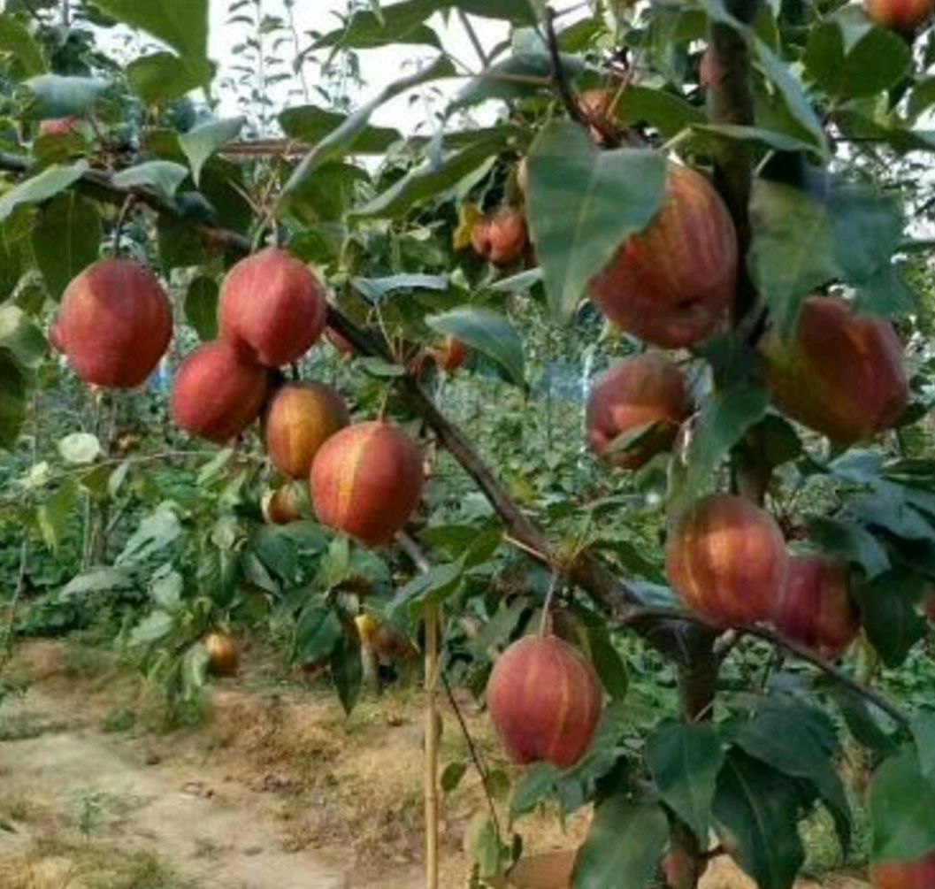 早酥红梨苗 1~1.5米