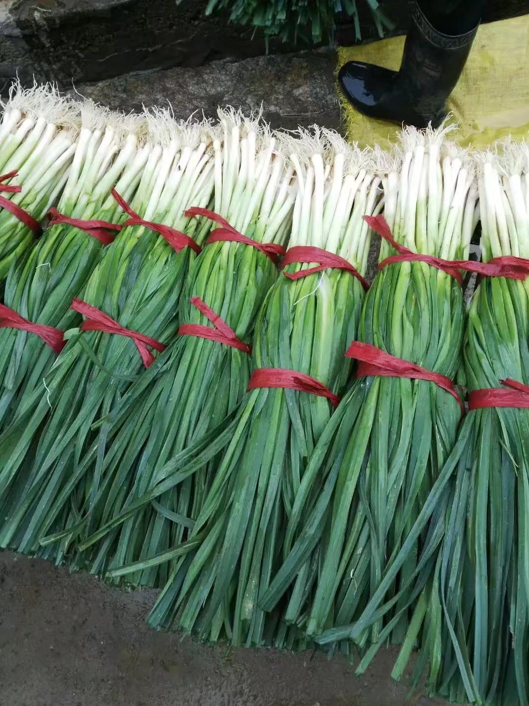 白根蒜苗 50 - 60cm