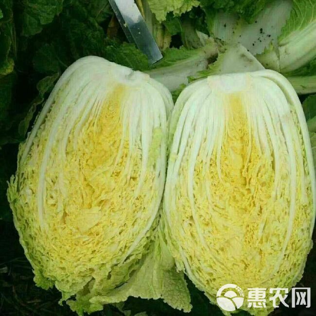 黄心大白菜  王立锋吉林果蔬