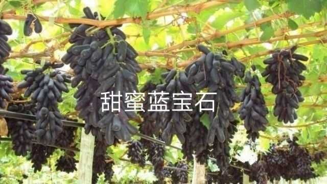 兴城市蓝宝石葡萄苗 