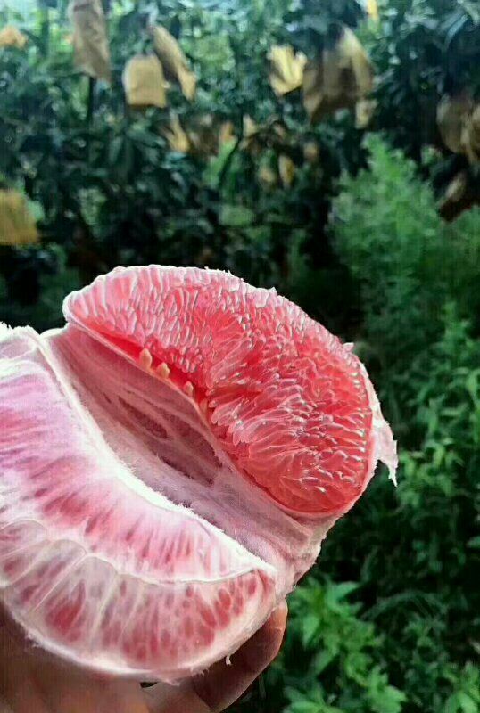 湖北蜜柚果大皮薄肉嫩水份充足果园看货现场采摘