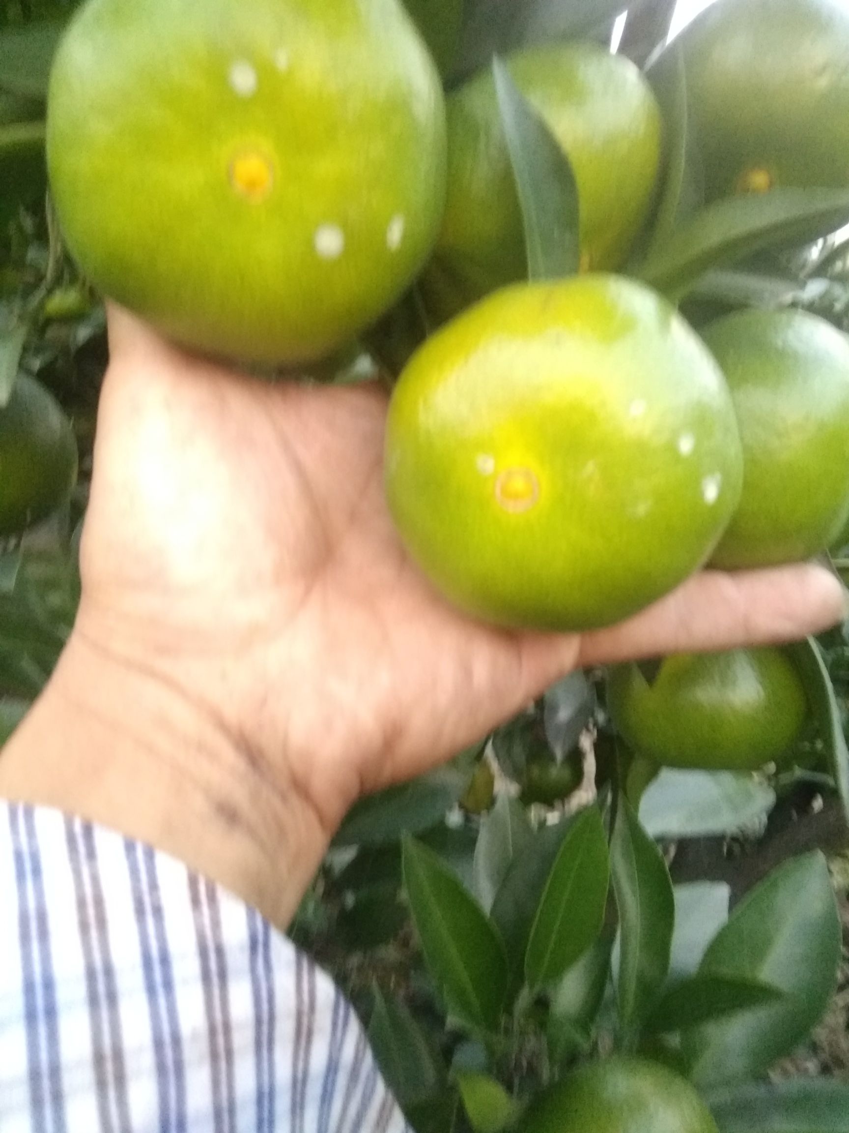 蜜桔 5.5 - 6cm 3两以上