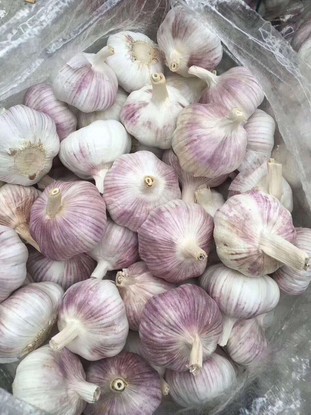 供应大厅  蔬菜 大蒜 商品详情 本公司位于山东金乡著名产区,大量供应