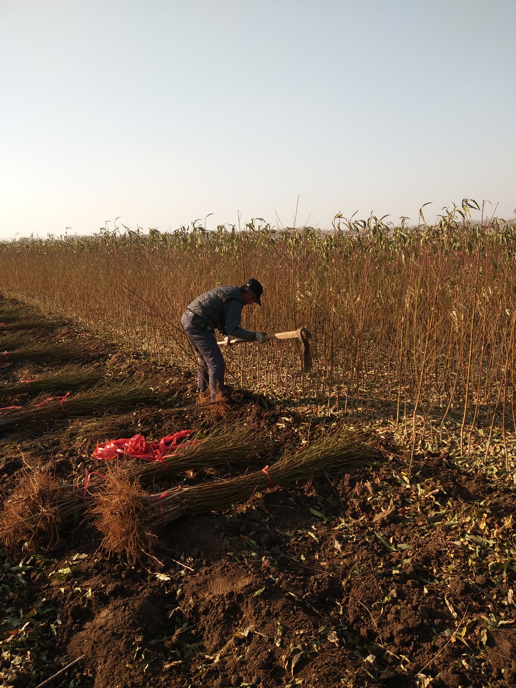 中油蟠7号桃苗 1~1.5米