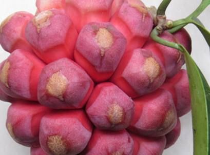 深红  自家种的黑老虎。，绿色食品如。