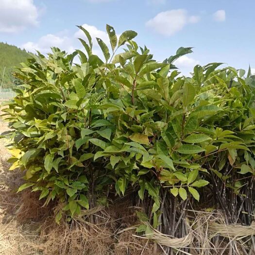 梓潼县吴茱萸