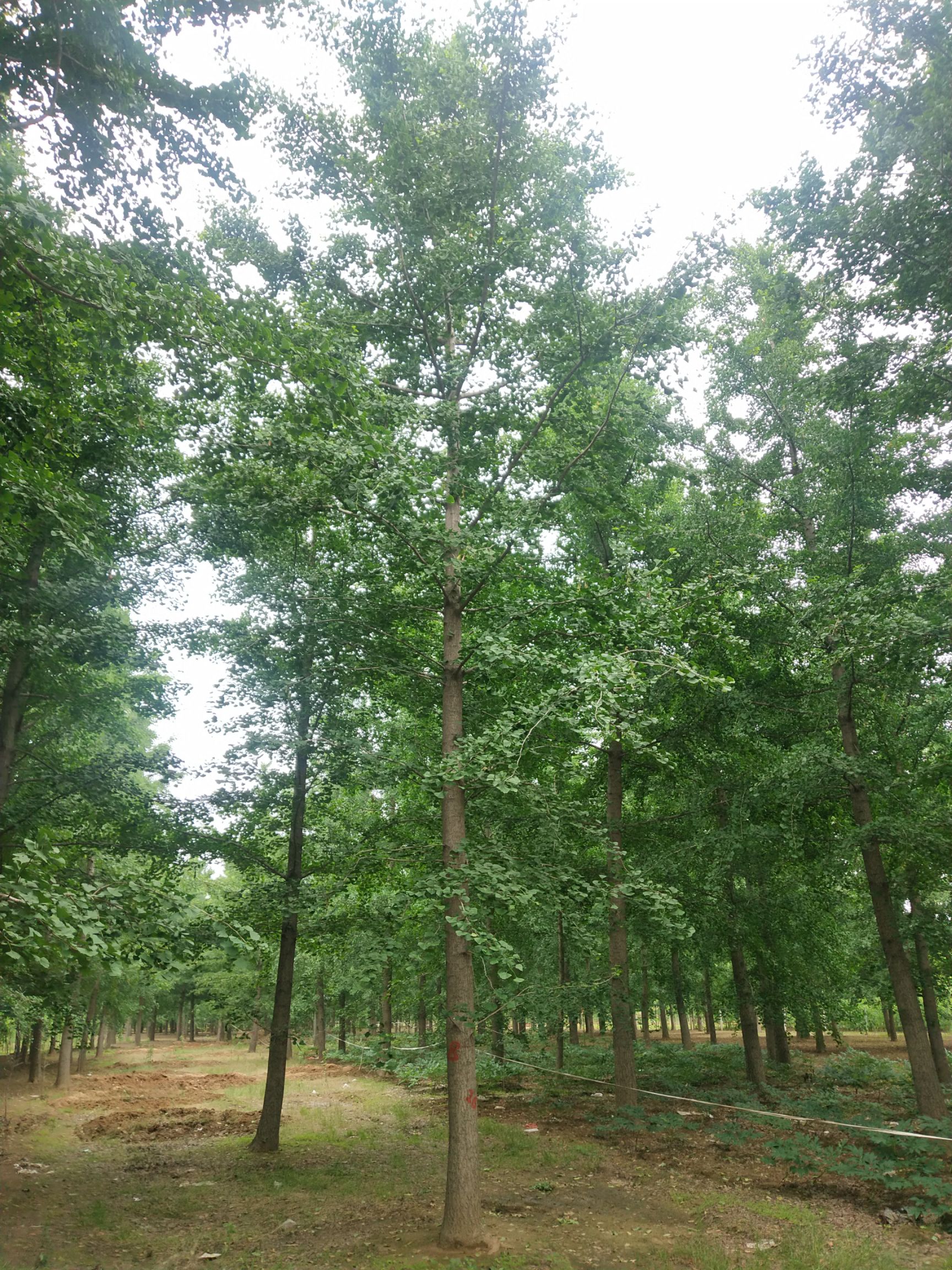 15公分20公分25公分30公分35公分40公分银杏树价格