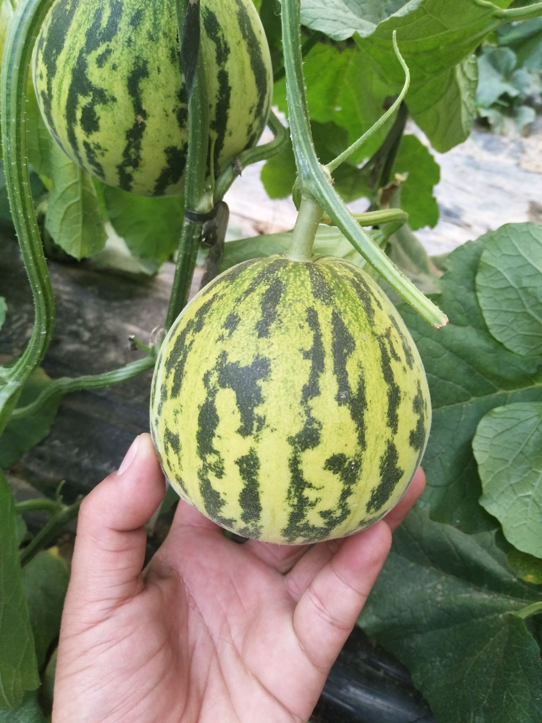  花蕾甜瓜，甜瓜香瓜哈密瓜基地，品种上百种