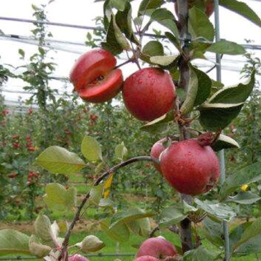 平邑县红肉苹果树苗 1~1.5米