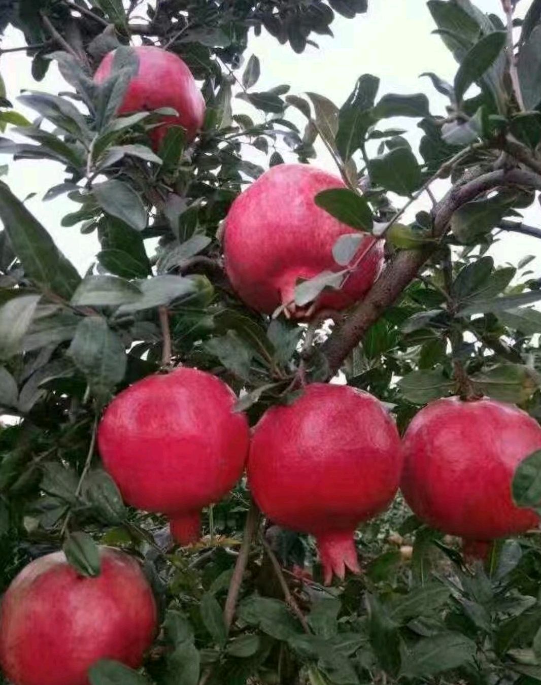 突尼斯软籽石榴树苗