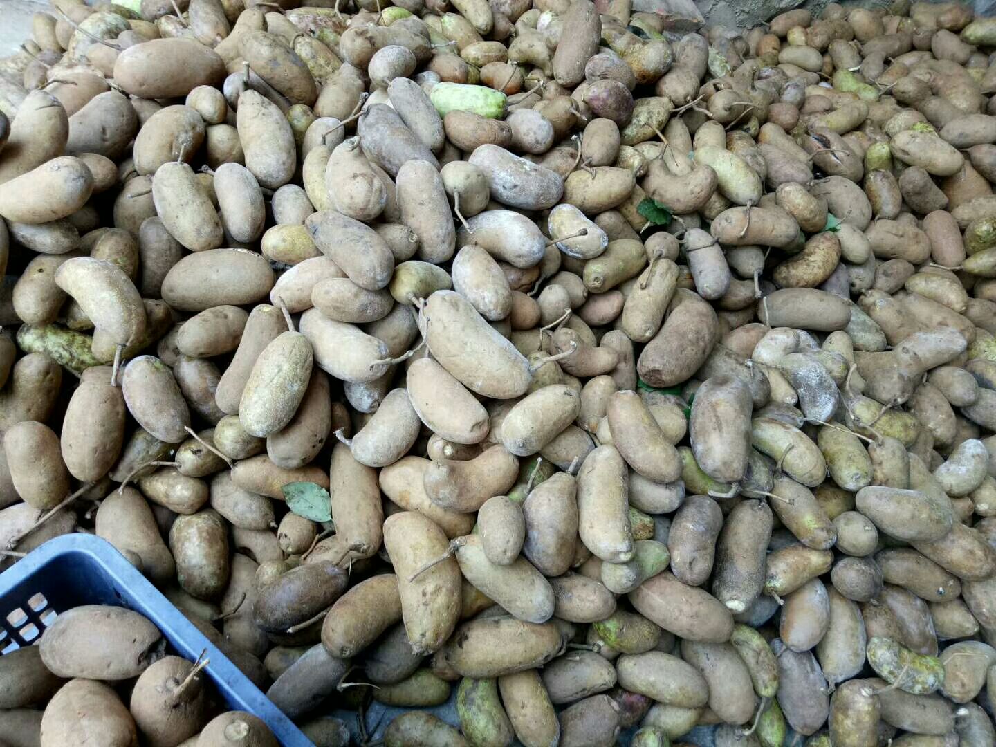 麻皮八月瓜 野生 150g以上 