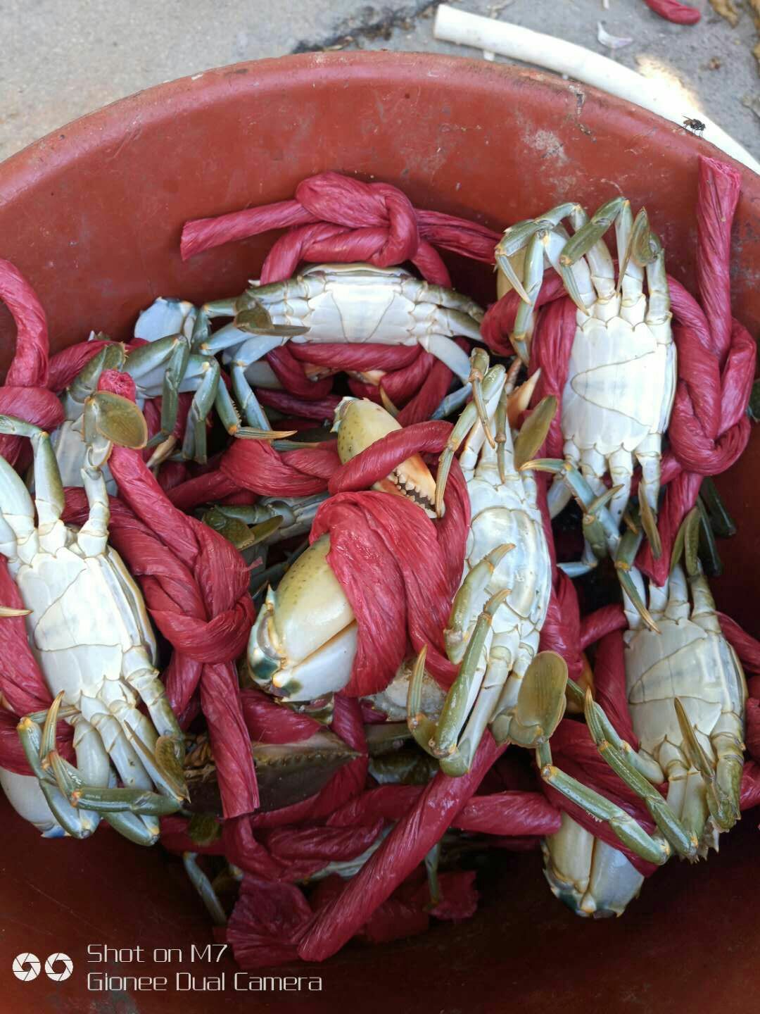 青蟹 3.0-3.5两 统货