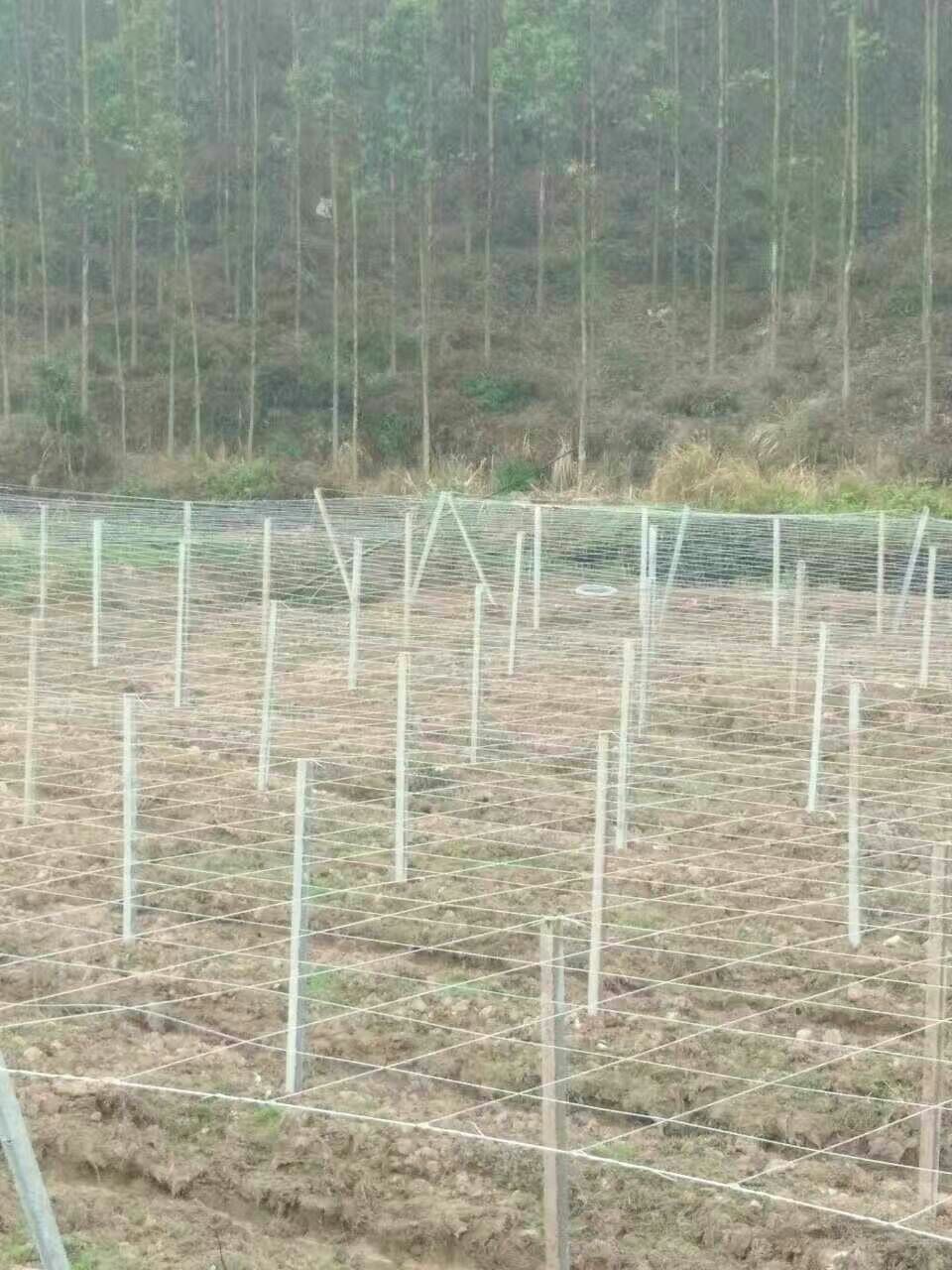 大棚  猕猴桃，火龙果，百香果，葡萄等架子