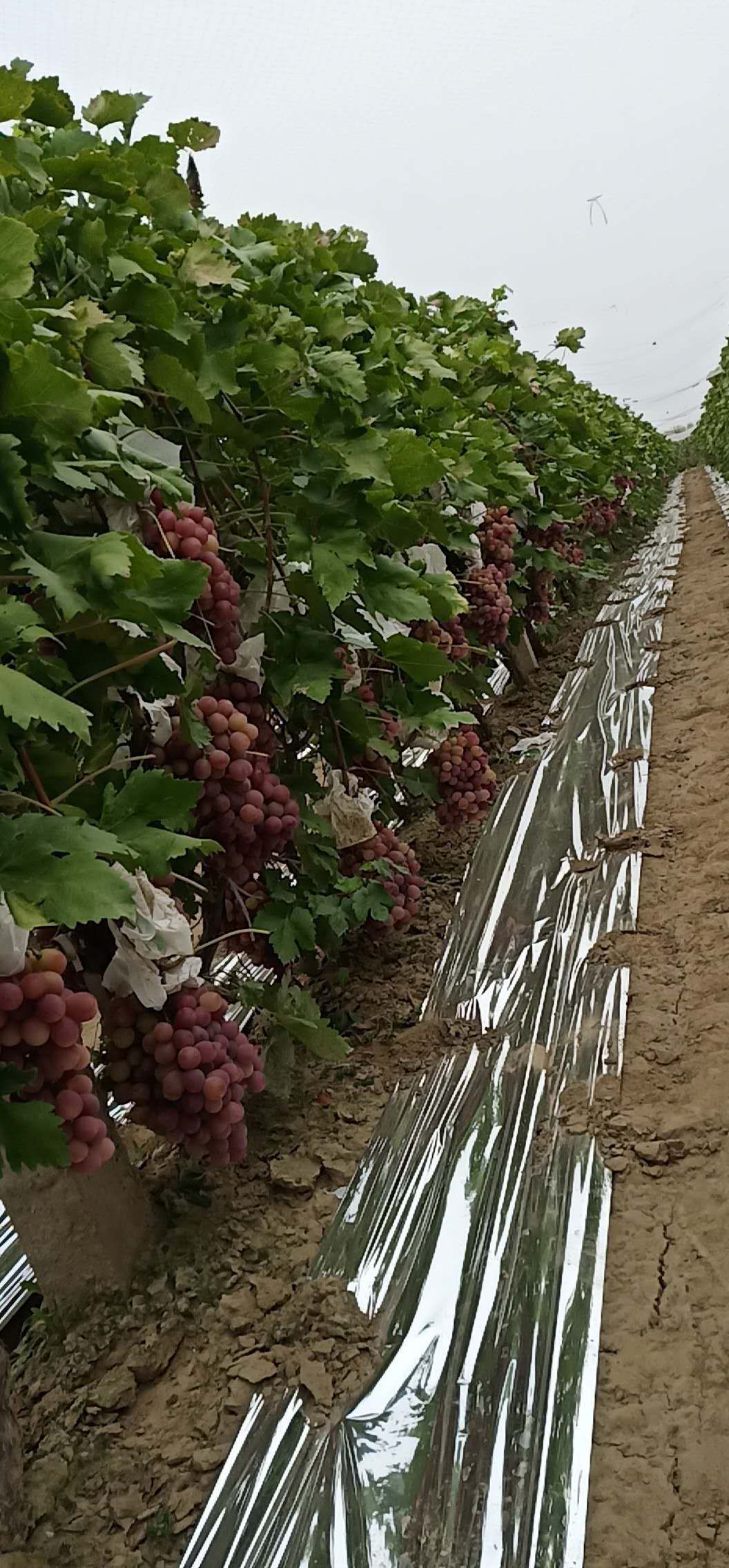 美国红提 2斤以上 5%以下 1次果