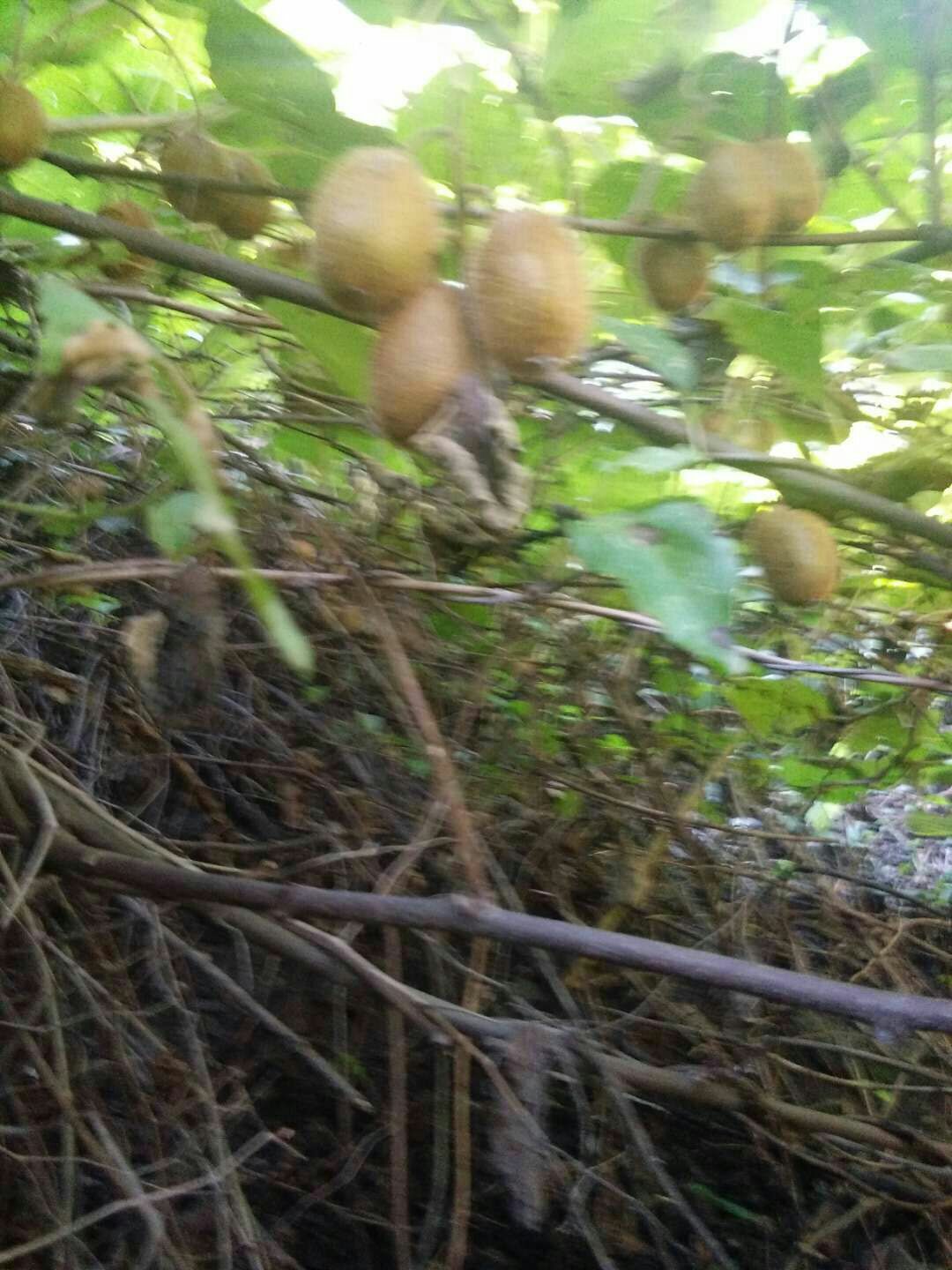 野生猕猴桃 60克以下