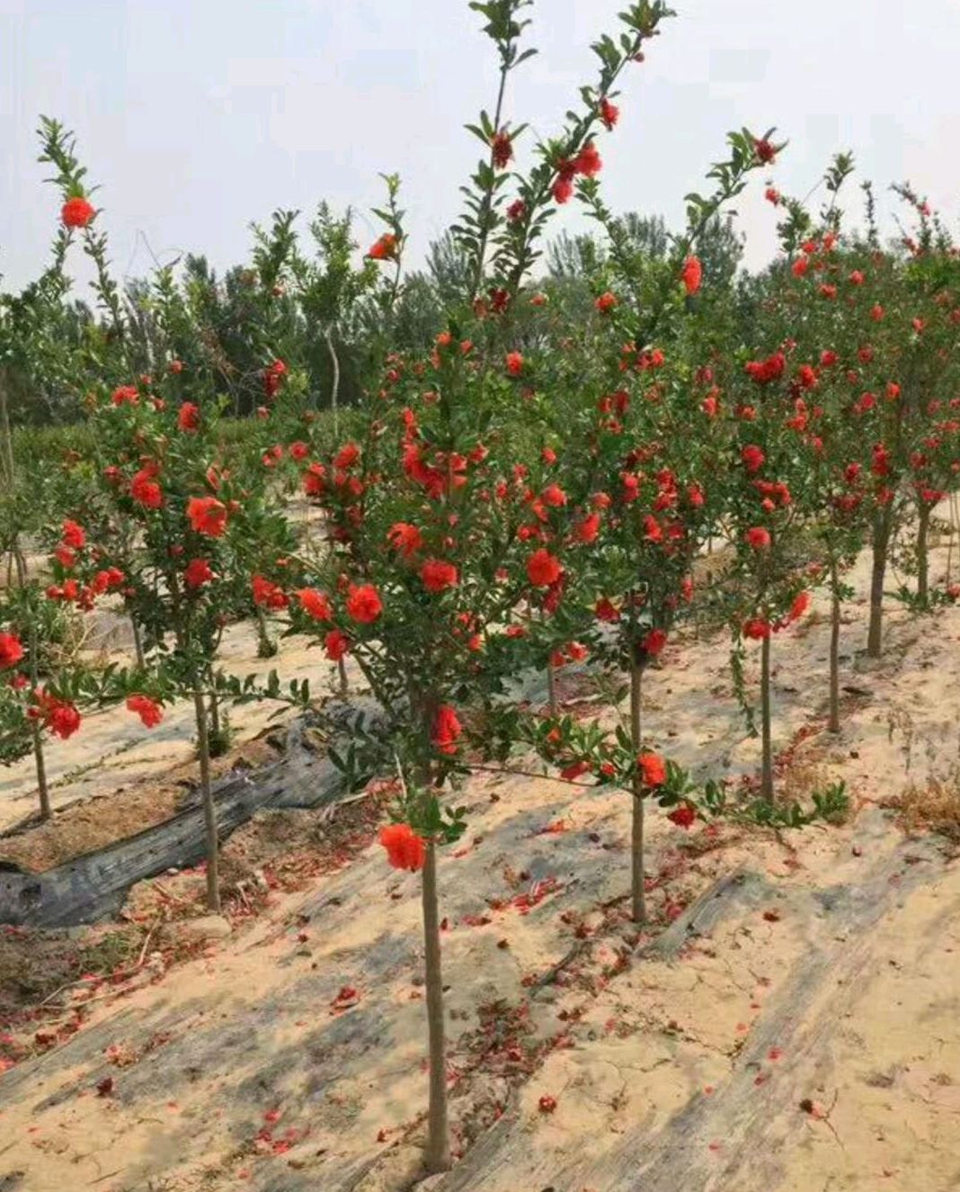 突尼斯软籽石榴树苗