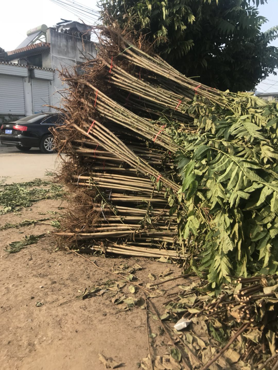 红油香椿苗 2公分以下