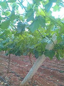 立柱  水泥柱水泥杆百香果葡萄猕猴桃八月瓜黑老虎罗汉果棚架水