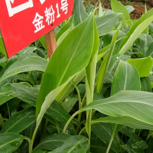 灵山县西贡蕉苗 