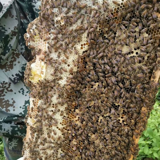 金沙县土蜂 