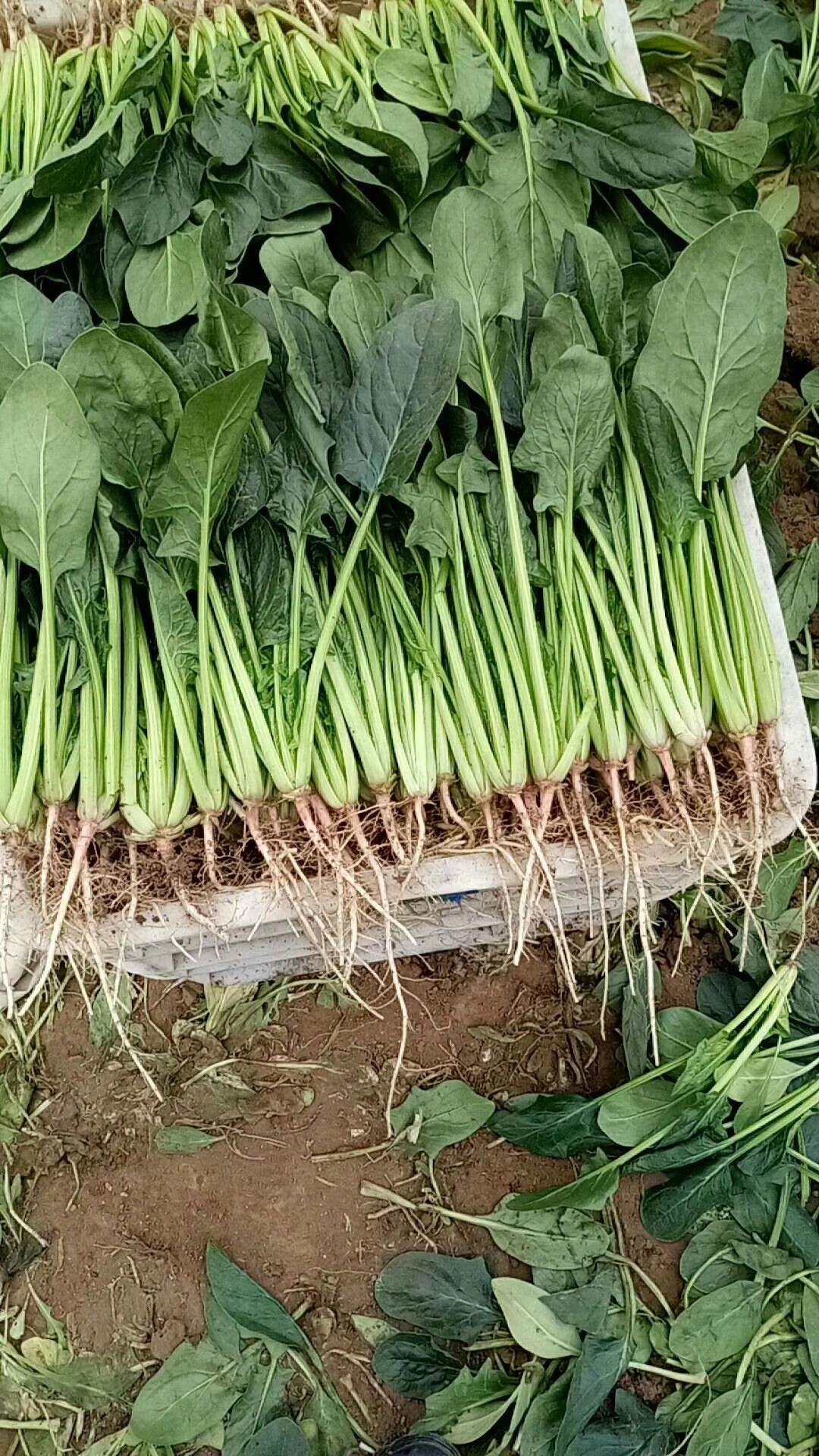 春秋盛丰菠菜种子