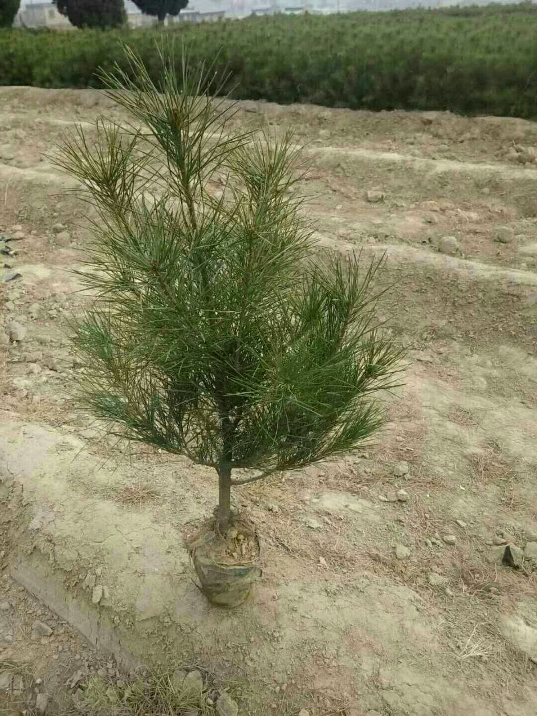 山西运城临猗白皮松杯苗