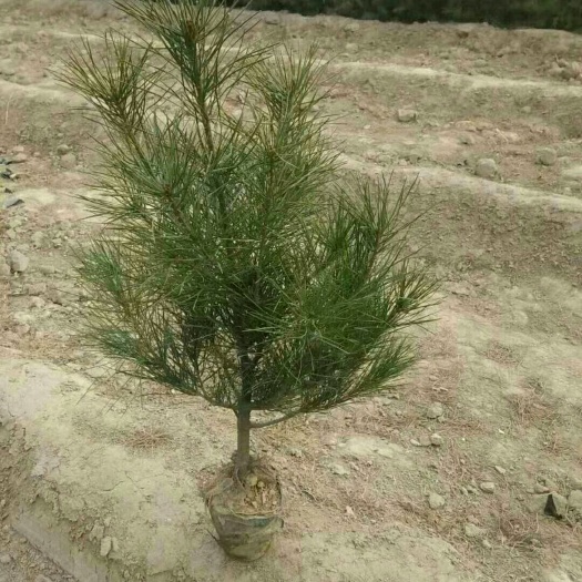 临猗县山西运城临猗白皮松杯苗