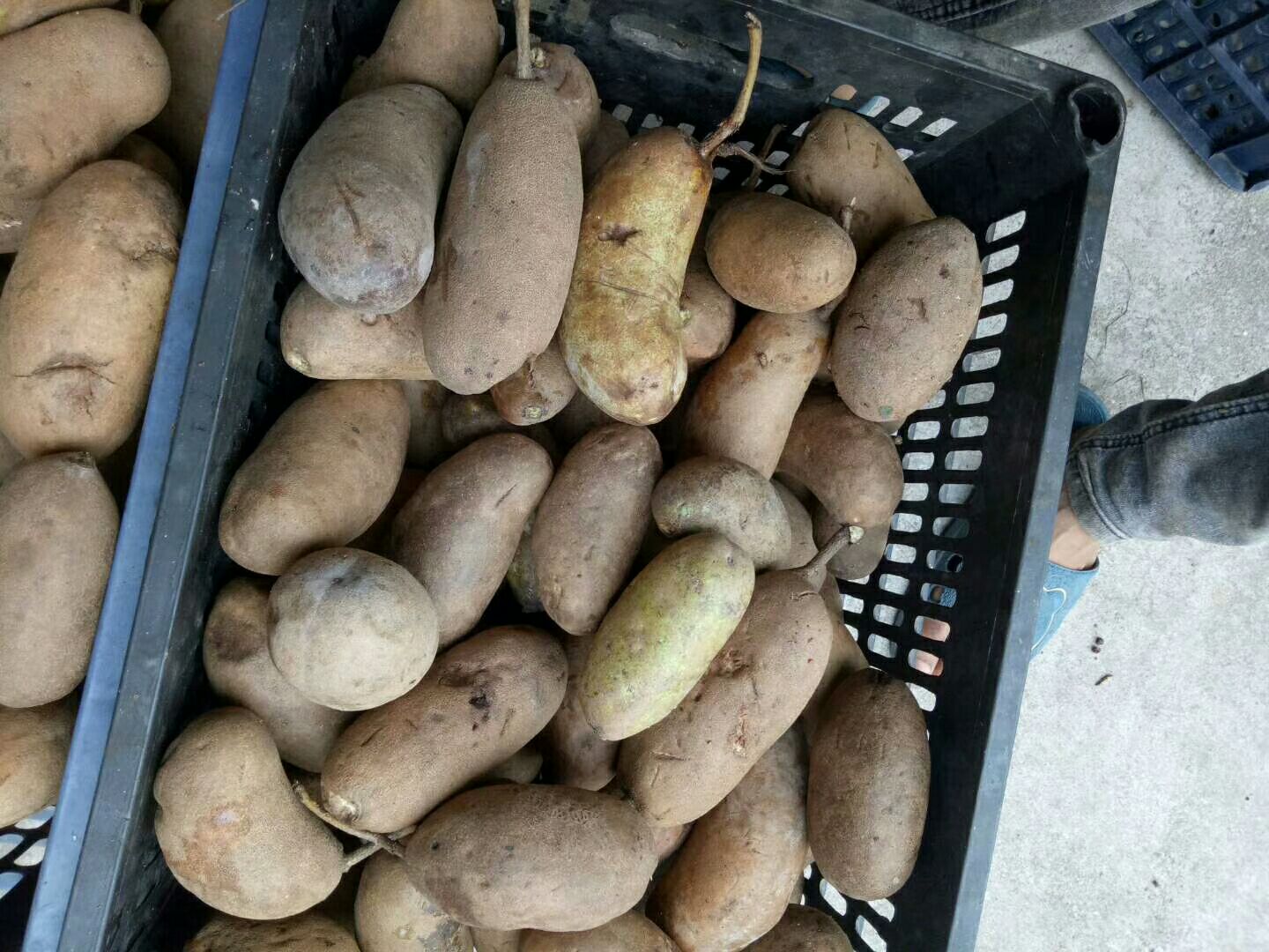 麻皮八月瓜 野生 150g以上 