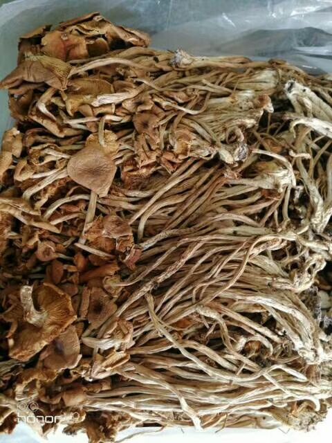  茶树菇，开伞的