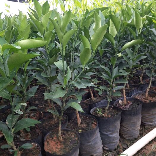 阳朔县沃柑苗 杯苗袋苗 0.35~0.5米