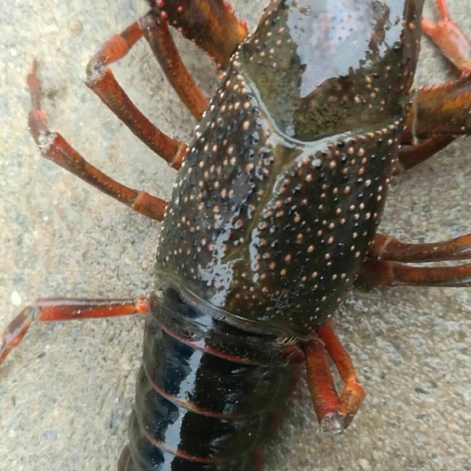 武汉小龙虾苗