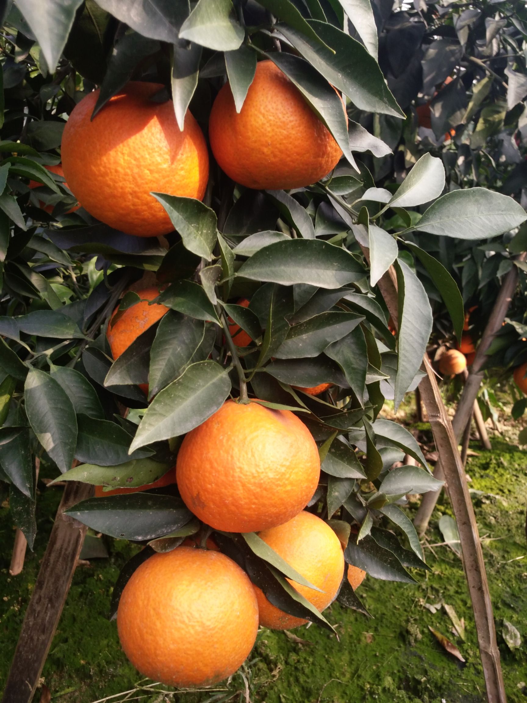 爱媛橙  四川眉山爱媛果冻橙一件代发