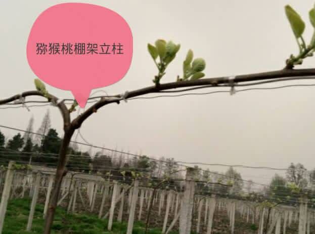 立柱  热销百香果猕猴桃八月瓜葡萄黑老虎罗汉果瓜蒌火龙果棚架