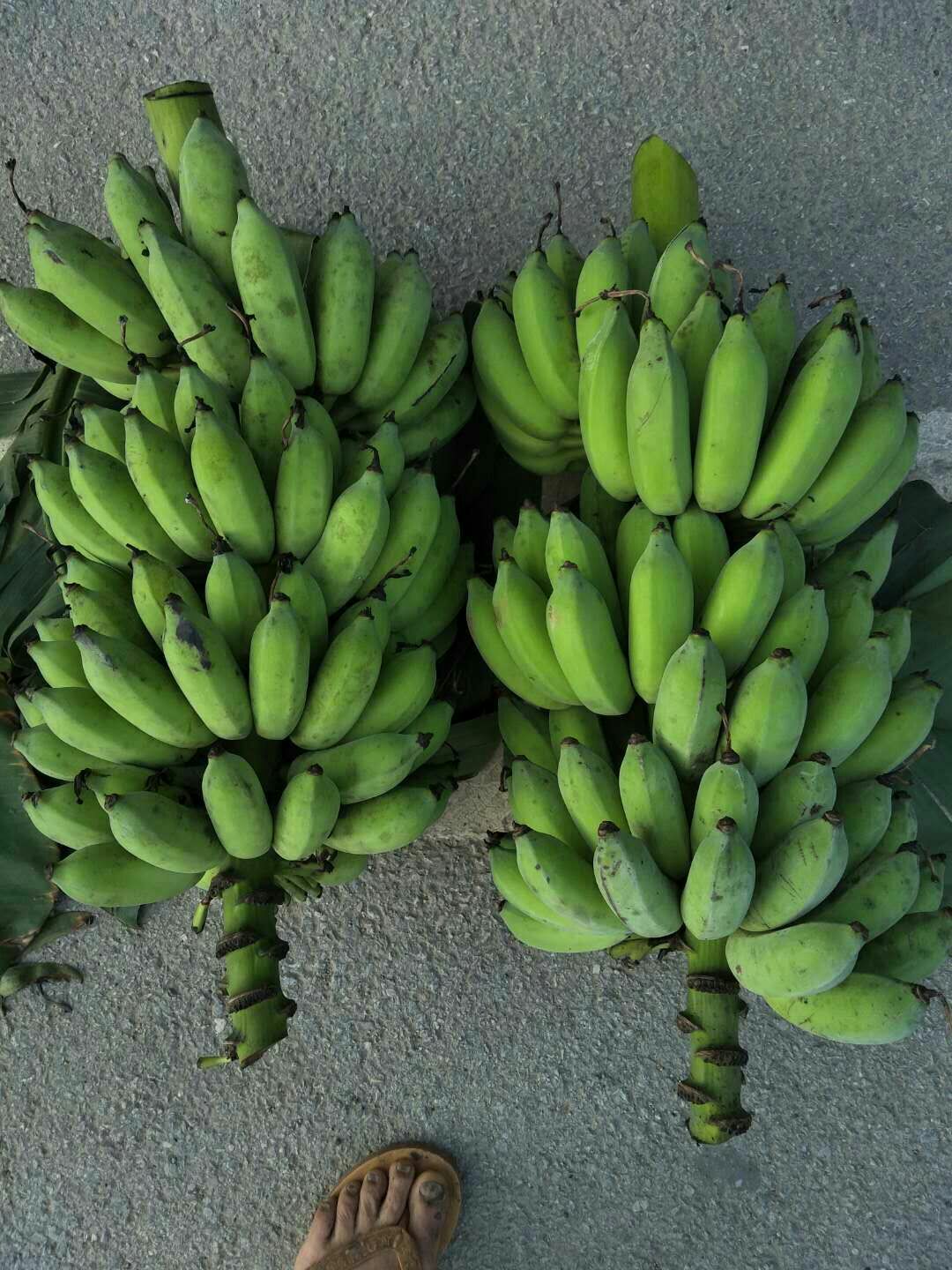 香蕉  西贡蕉