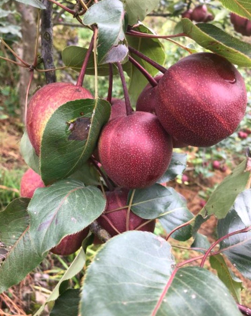 早酥红梨苗 1~1.5米