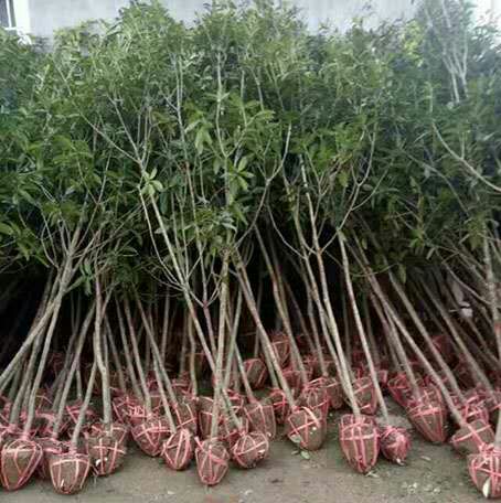 桂花树苗  八月黄花金桂小苗