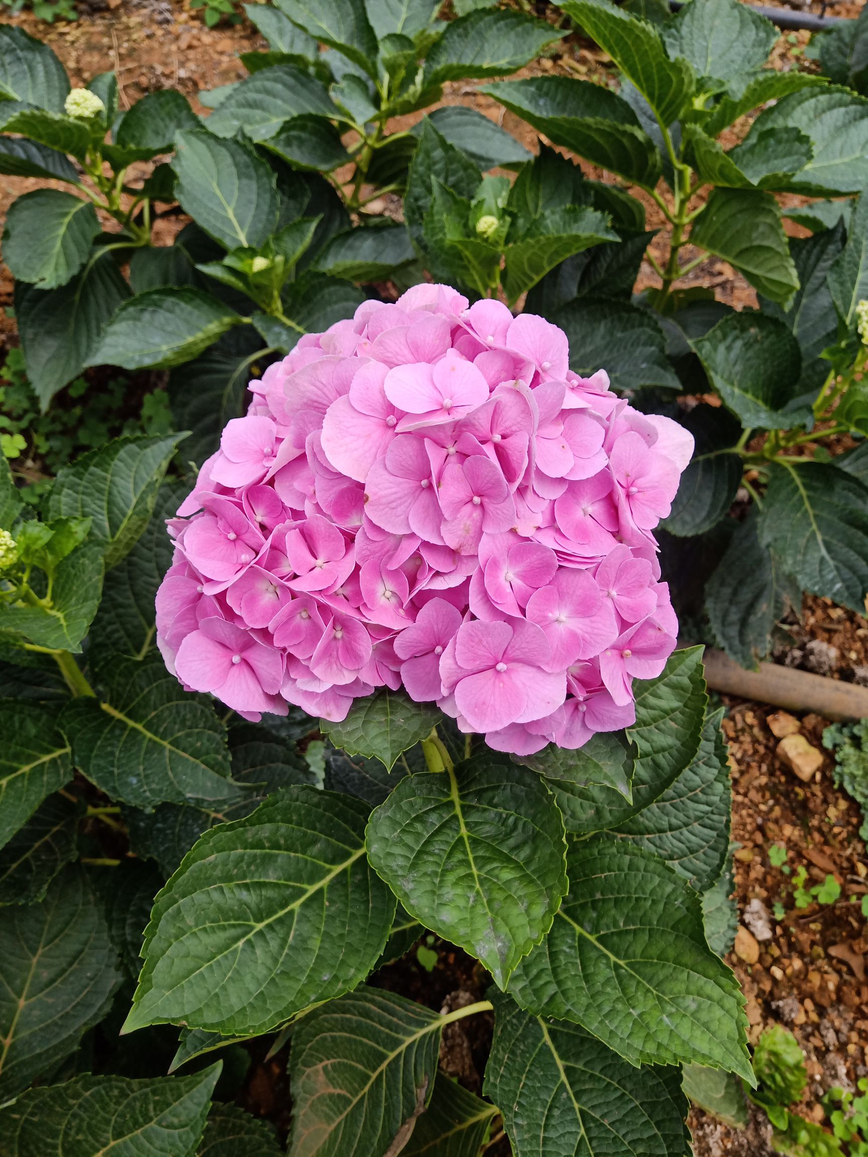 红玫瑰 