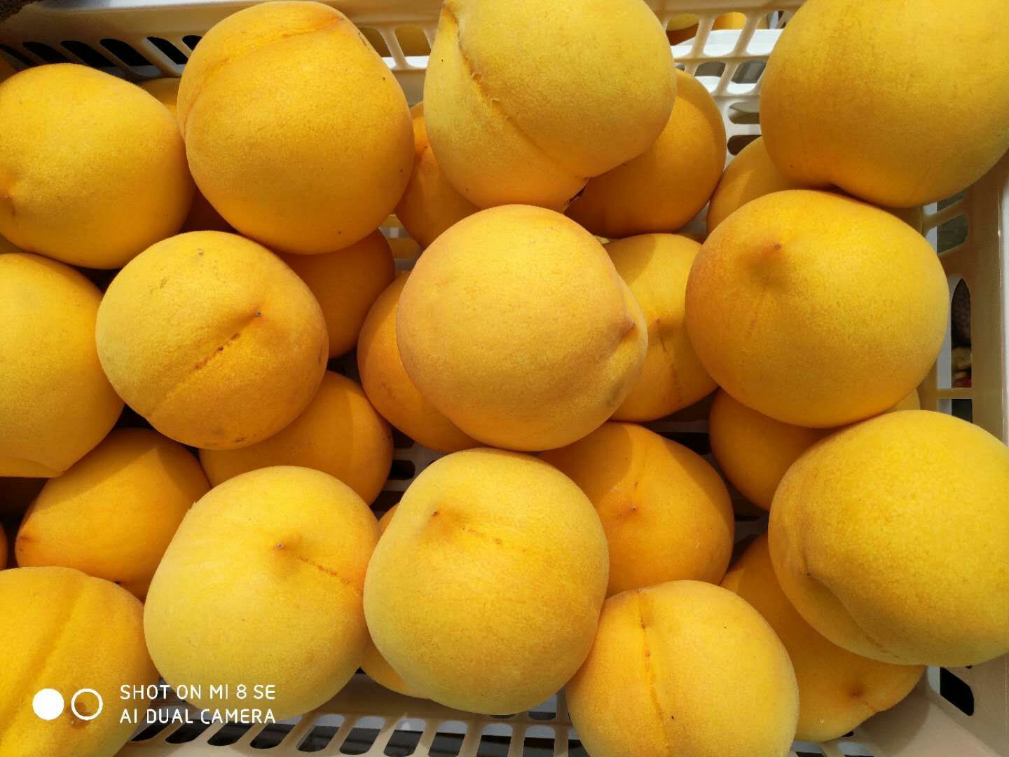 沂源黄桃，金黄金黄桃，