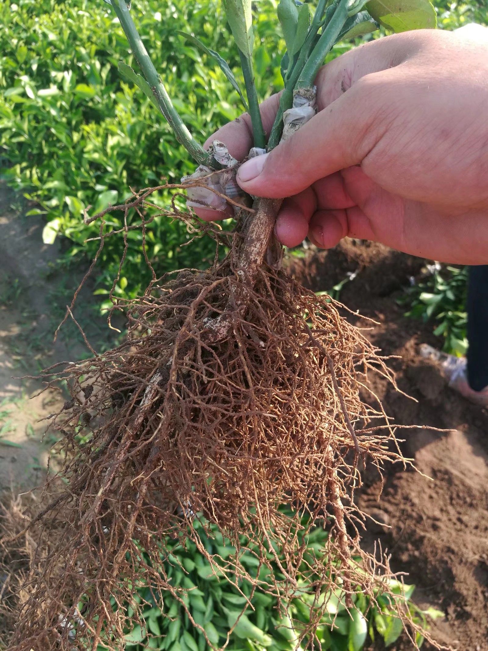 夏橙树苗  九月红脐橙 特早熟脐橙  肉质化渣