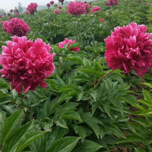 菏泽 菏泽牡丹芍药基地自产自销精品芍药