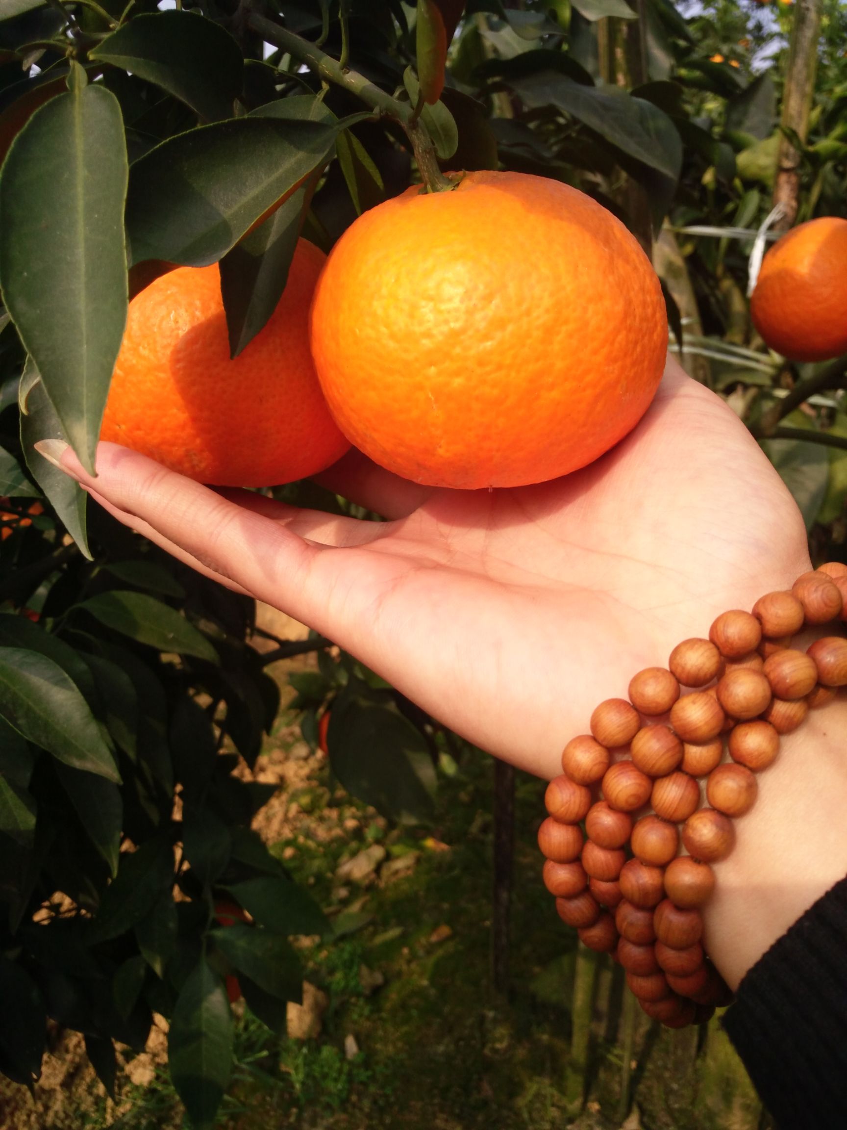 爱媛橙  爱媛38号果冻橙5/8斤大果