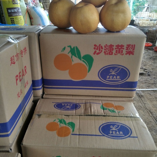漯河晚秋黄梨 450-500g 60mm以上