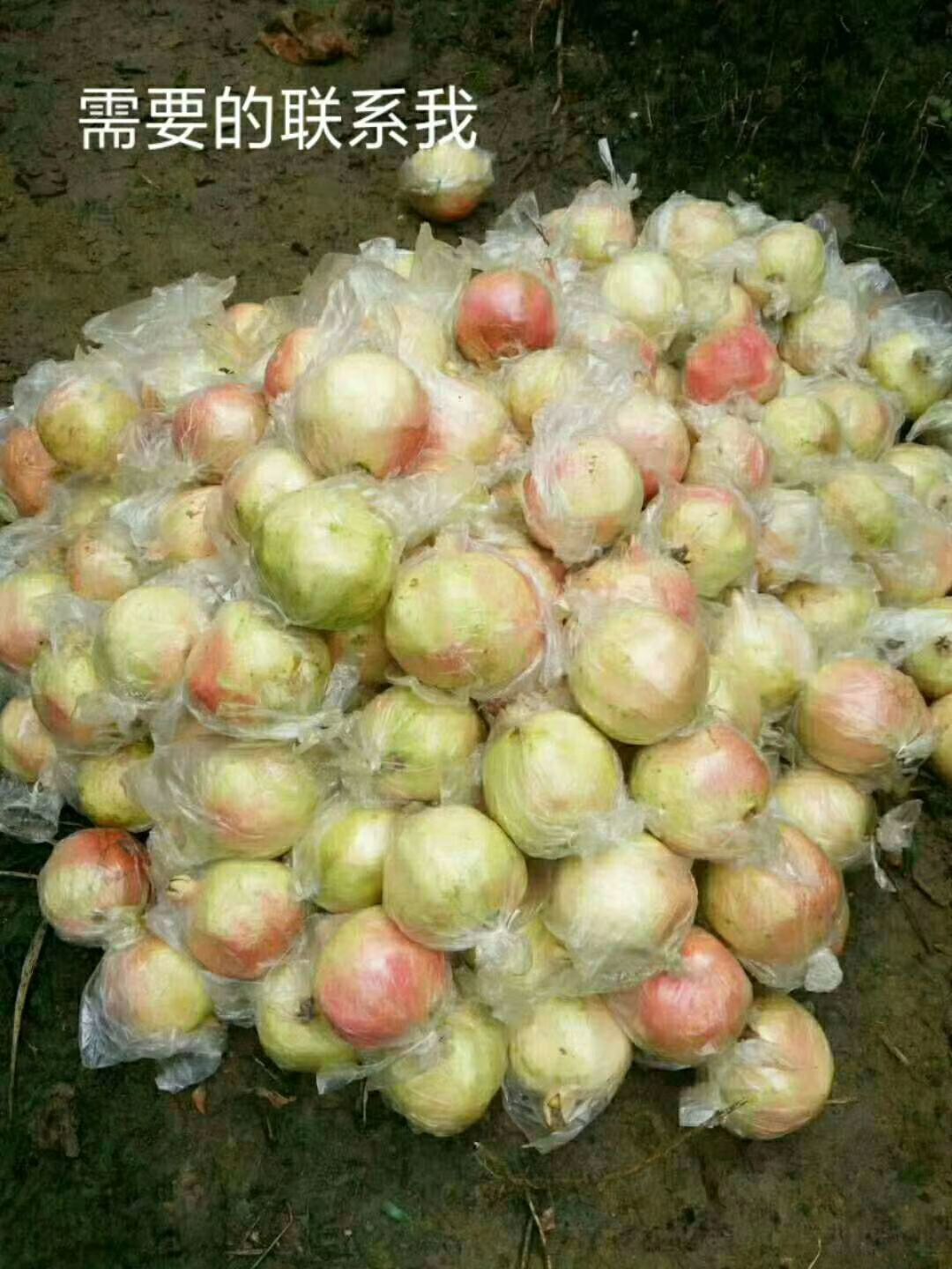 甜绿籽石榴 0.6 - 0.8斤