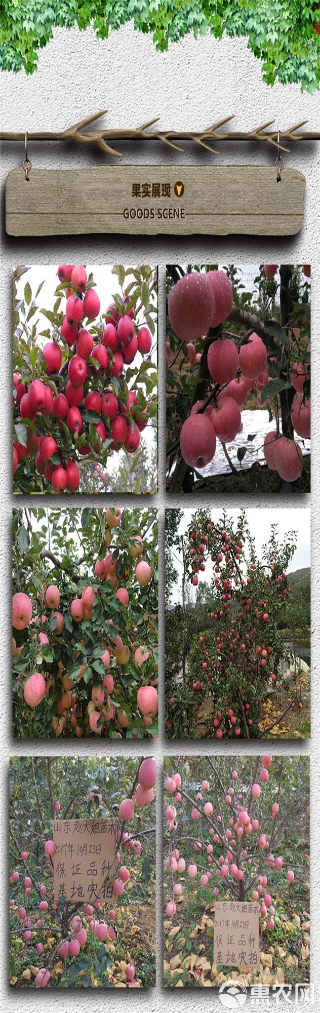 矮化短枝富士苹果苗 1~1.5米 