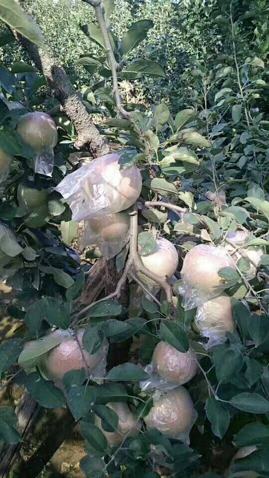 青苹果 膜袋 翠绿 80mm以上