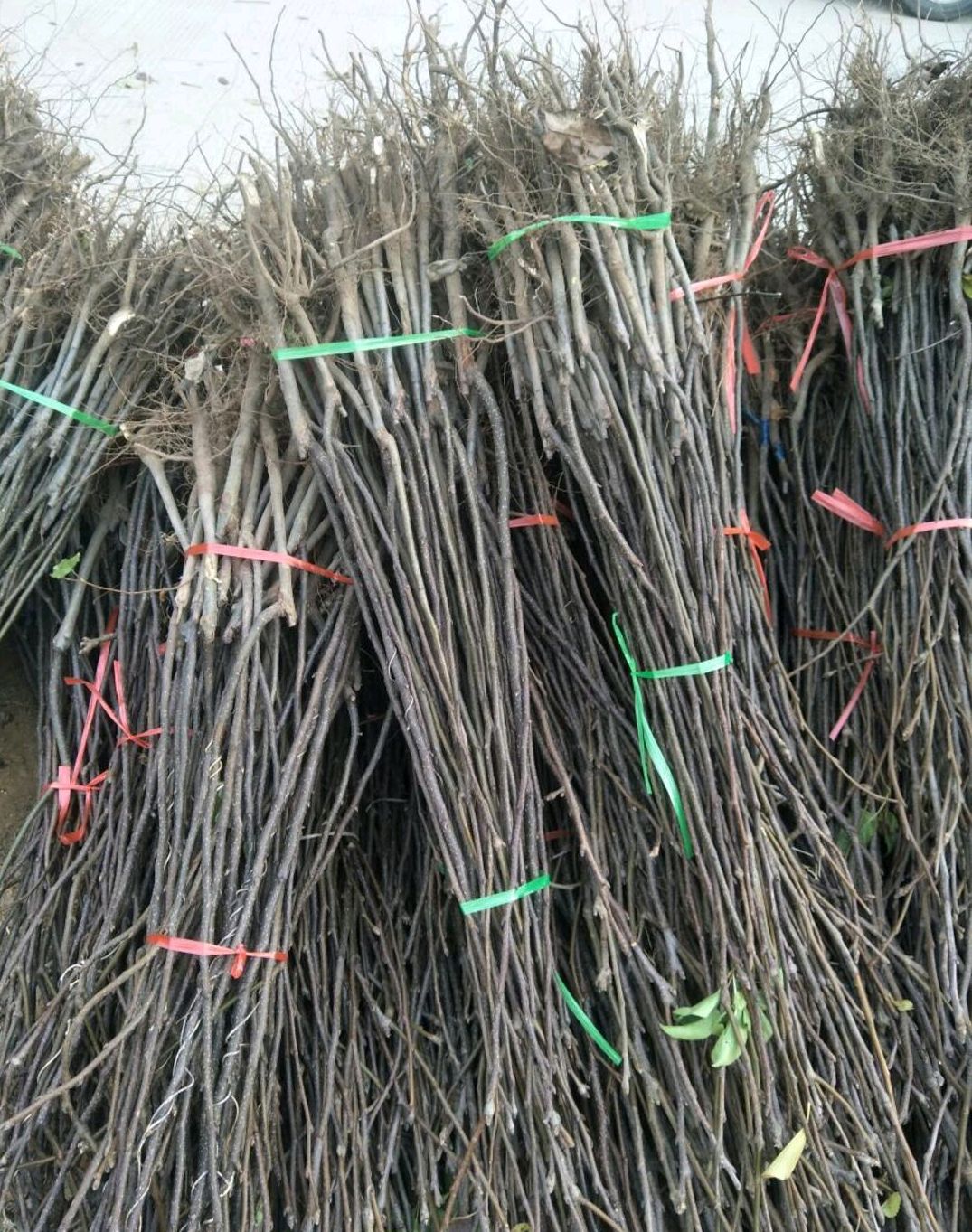 早酥红梨苗 1~1.5米